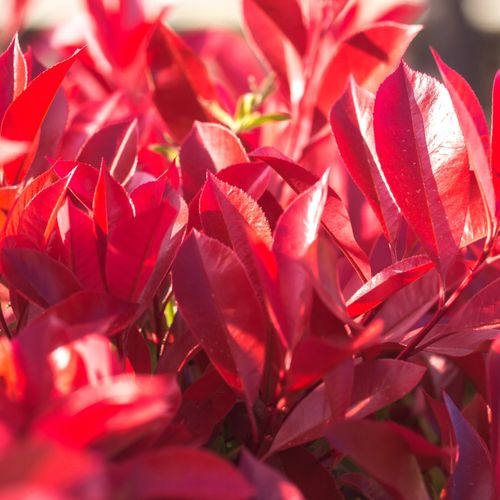 Głogownik Frasera 'Red Robin' (Photinia ×fraseri) Doniczka 2.0L 40- 60cm na Arena.pl