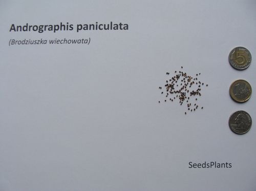 BRODZIUSZKA WIECHOWATA Andrographis paniculata NASIONA 6000 sztuk - 10g. na Arena.pl