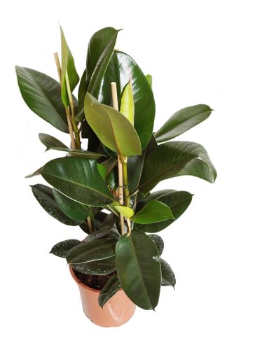 FIKUS ELASTIKA ROBUSTA 90cm na Arena.pl