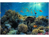 120CM 80CM OBRAZ ŚCIENNY RAFA KORALOWA