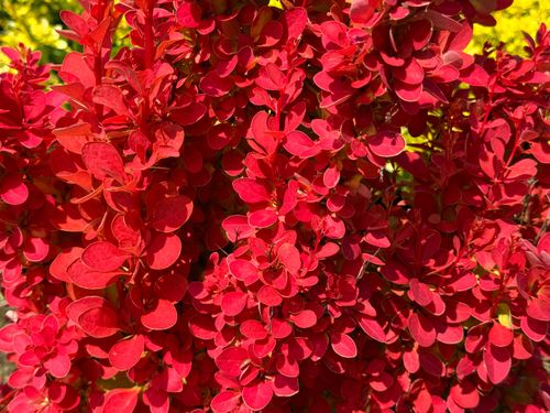 Berberys Thunberga 'Orange Ice' Pomarańczowy(Berberis thunbergii) 2.0L na Arena.pl