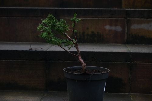 Jałowiec chiński Shimpaku - Juniperus chinensis 0062 na Arena.pl