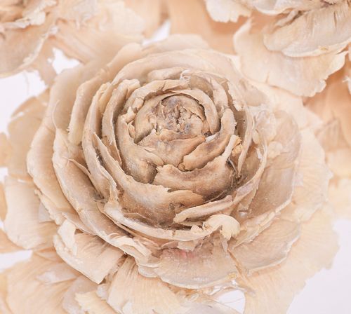 Róża cedrowa x12 bielona na Arena.pl