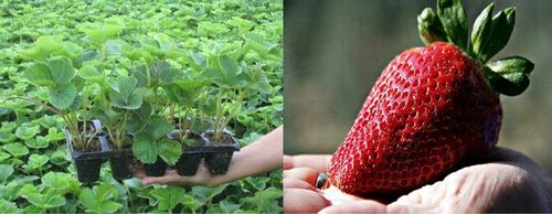 SADZONKI TRUSKAWEK TRUSKAWKA TRUSKAWKI DONICZKOWANA HONEOYE wczesna na Arena.pl