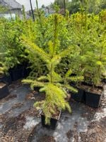 Świerk serbski - Picea Omorica 20/40cm DONICZKA