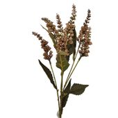 Konwalia jesienna brązowa