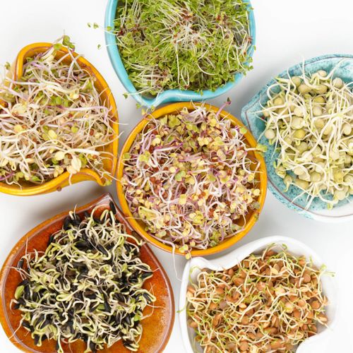 Kiełkownica słoikowa na Arena.pl