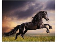 40X50CM OBRAZ KOŃSKI BUNT OBRAZ