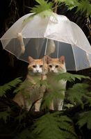 product-compare-59366310