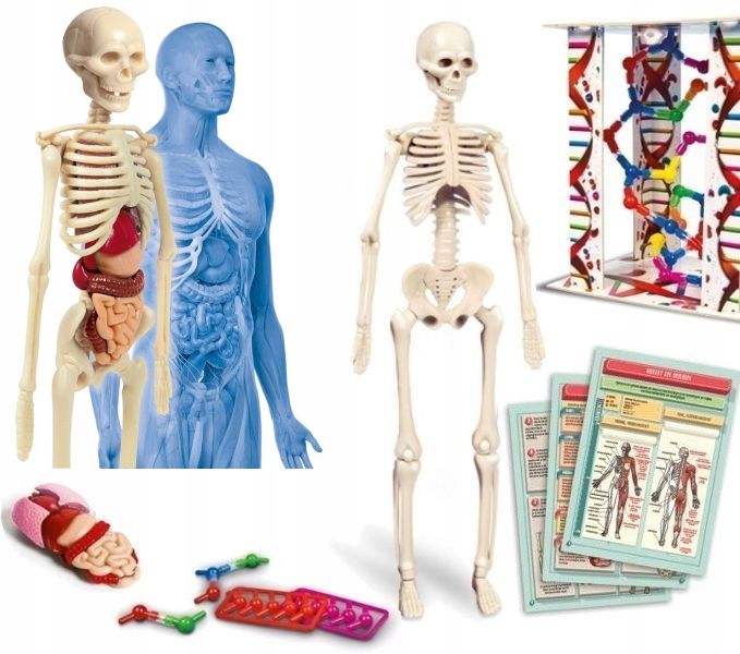 CLE cialo ludzkie mini 50515 zdjęcie 1