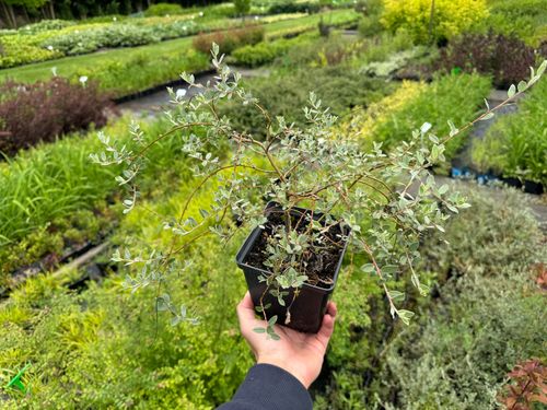 Wierzba płożąca Srebrna Srebrzysta Okrywowa  (Salix repens var. nitida) na Arena.pl
