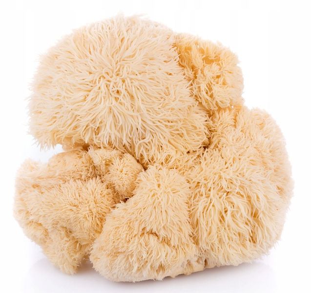 Encann Lion's Mane (Soplówka Jeżowata) + Reishi w płynie ekstrakt 2x 50 ml zdjęcie 2