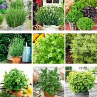 ZESTAW ZIÓŁ "ŚRÓDZIEMNOMORSKI RAJ" ZIOŁA PRZYPRAWY 9 ODMIAN NASIONA 51Seed