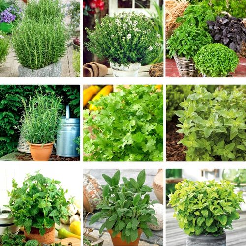 ZESTAW ZIÓŁ "ŚRÓDZIEMNOMORSKI RAJ" ZIOŁA PRZYPRAWY 9 ODMIAN NASIONA 51Seed na Arena.pl