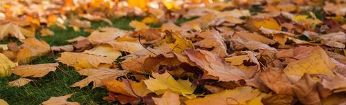 Elektryczna dmuchawa odkurzacz do liści 45L Riwall REBV3200E na Arena.pl