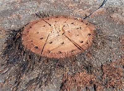 Preparat do rozkładu pni i korzeni 750ML na Arena.pl