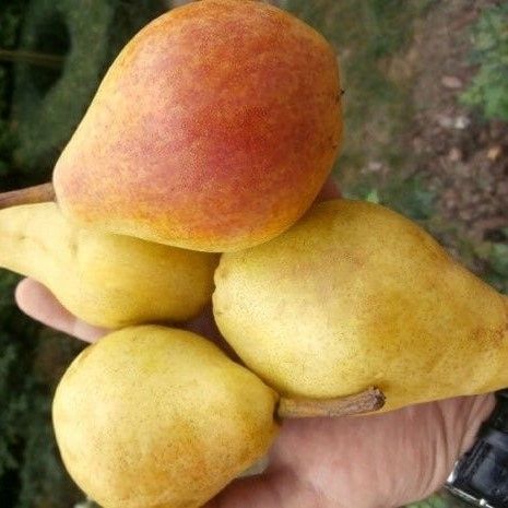 Grusza KlAPSA - FAWORYTKA GIGANTYCZNE owoce na Arena.pl