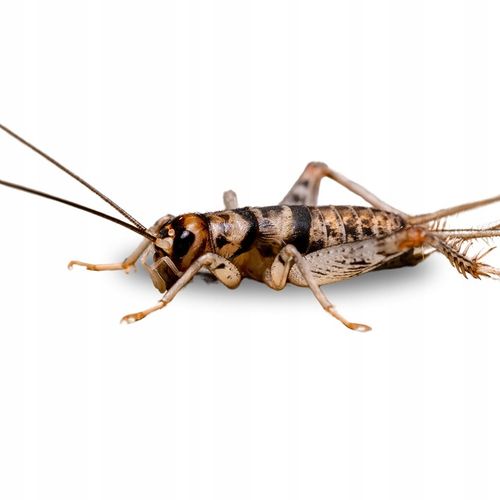 Świerszcze bananowe żywe Świerszcz średni 1,5cm - 150szt na Arena.pl