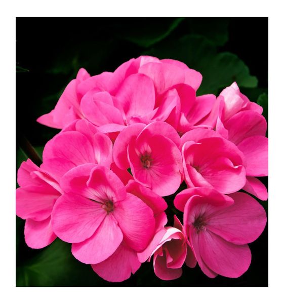 Yodeyma Root Woda Perfumowana Dla Mężczyzn 100ml zdjęcie 4