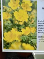 Pięciornik wielkokwiatowy na skalniak