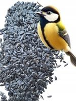 Słonecznik czarny 14 kg pokarm dla papug karma dla ptaków GRTIS kula tluszc