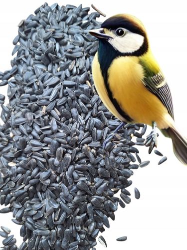 Słonecznik czarny 14 kg pokarm dla papug karma dla ptaków GRTIS kula tluszc na Arena.pl