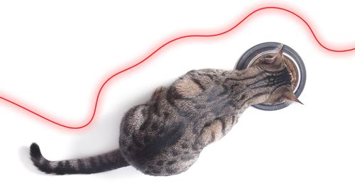 Odkurzacz jeżdzący Kiano Elegance Robot na Arena.pl