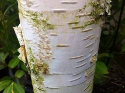 Brzoza jacquemontii doorenbos 20-40cm P9 na Arena.pl