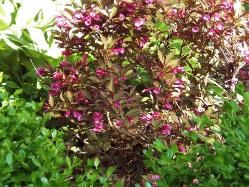 Krzewuszka cudowna 'Minor Black' (Weigela) Karłowata, miniaturka, Poj. 2.0L na Arena.pl