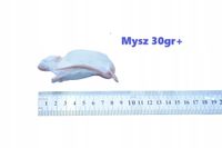 Myszy mrożone 30g+ 30sztuk + suchy lód