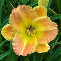 Liliowiec 'Smuggler's Gold' Żółty Złoty (Hemerocallis) Doniczka 2.0L