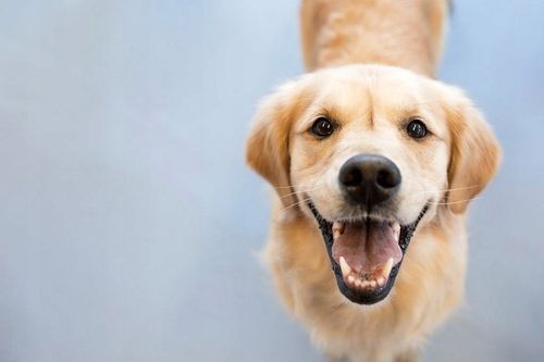 Chlorek Magnezu Sześciowodny Skuteczniejszy Niż Sól Drogowa Bezpieczny 25kg na Arena.pl