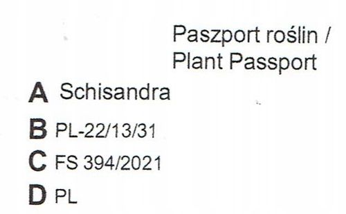 Cytryniec CHINSKI Sadova No1 Jagody życia P9 na Arena.pl