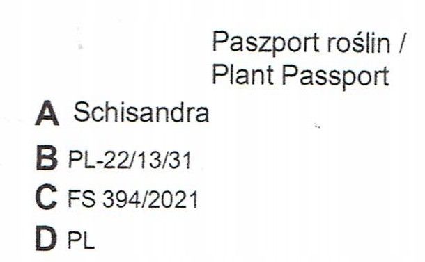 Cytryniec CHINSKI Sadova No1 Jagody życia P9 zdjęcie 6