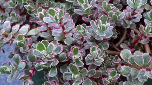 Rozchodnik Tricolor - Sedum spurium na Arena.pl