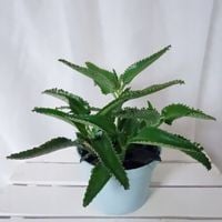 ŻYWORÓDKA KALANCHOE LECZNICZA 3-4 rośliny don.Ø13cm