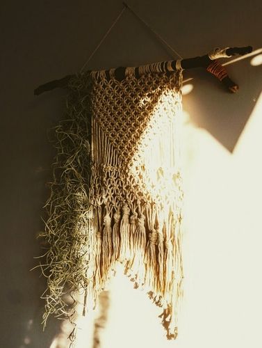 TILLANDSIA, OPLĄTWA X 6 SZT, NA START ! airplant na Arena.pl