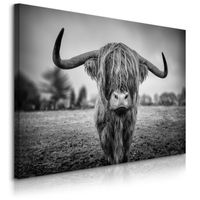 Obraz Do Sypialni Krowa Szkocka Natura Czarno-Biały Pejzaż 100cm x 70cm