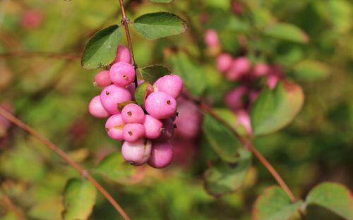 Śnieguliczka Różowa Doorenbosa 'Magic Berry' (Symphoricarpos ×doorenbosii) na Arena.pl