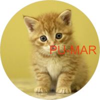 Opłatek na tort KOT Kotek Kotki Kiciuś Kocur Miluśiński Tekst Gratis