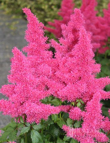 C2 TAWUŁKA JAPOŃSKA RHEINLAND KRZEWY24 na Arena.pl