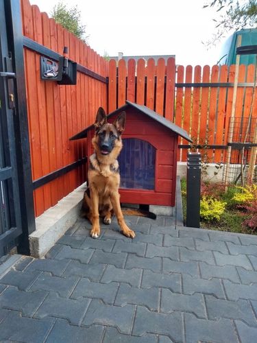 BUDA DLA PSA XL OCIEPLANA RÓŻNE KOLORY+GRATIS na Arena.pl