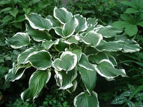 Funkia Hosta 'Crispula' Doniczka 2.0L na Arena.pl