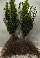 Bukszpan Wiecznie Zielony Sadzonki na żywopłot 25-50 cm ROZKRZEWIONY !