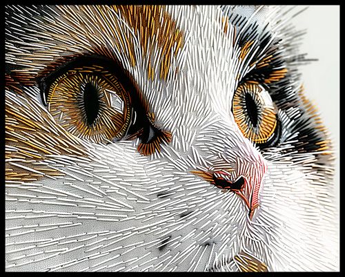 Plakat 76x60,5cm Nitkowany Kot na Arena.pl