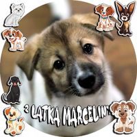 OPŁATEK NA TORT 20CM - PSY PIES PIESEK PSA + IMIĘ + ! 15CM 18CM