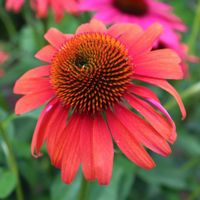 Jeżówka purpurowa 'Cheyenne Spirit' (Echinacea purpurea) Doniczka 2.0L