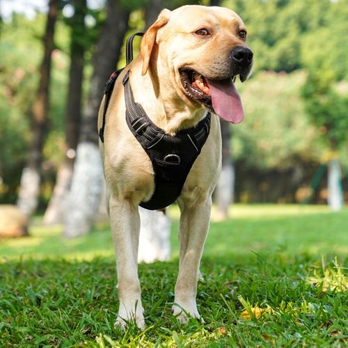 SZELKI BEZUCISKOWE dla dużego psa typu GUARD ELITE XL dla owczarka czar na Arena.pl