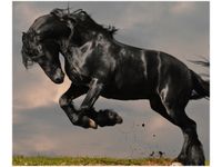 60X50CM OGIER FRYZYJSKI OBRAZ ŚCIAN DREWNIANE