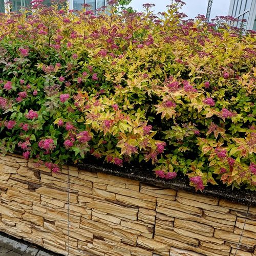 Tawuła japońska GOLDFLAME Pomarańczowe liście Łatwa w uprawie Sadzonki 1,5L na Arena.pl